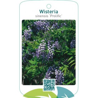 Wisteria sinensis ‘Prolific’