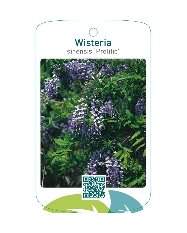 Wisteria sinensis ‘Prolific’