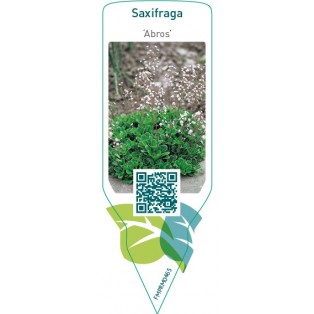 Saxifraga ‘Abros’