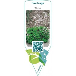 Saxifraga ‘Abros’