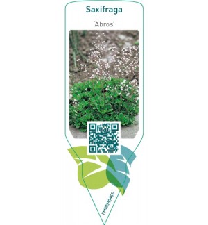 Etichette di Saxifraga ‘Abros’ *