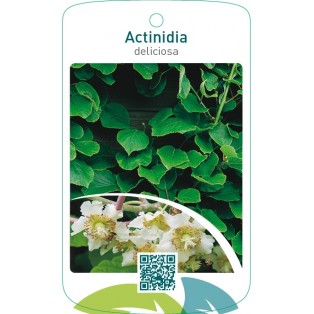 Actinidia deliciosa  mnl