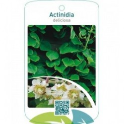 Actinidia deliciosa  mnl