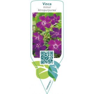 Vinca minor ‘Atropurpurea’