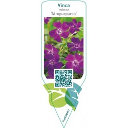 Vinca minor ‘Atropurpurea’