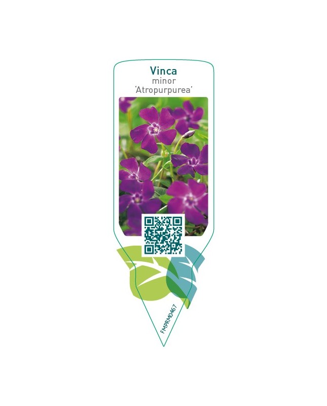 Vinca minor ‘Atropurpurea’