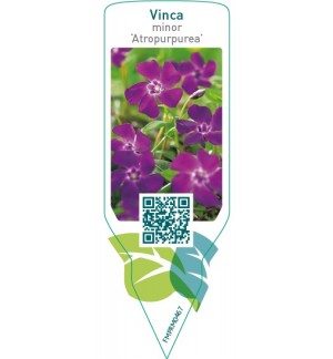 Etichette di Vinca minor ‘Atropurpurea’ *