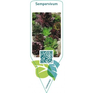Sempervivum  mix-rotstuin