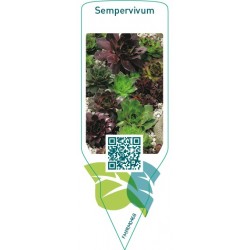 Sempervivum  mix-rotstuin