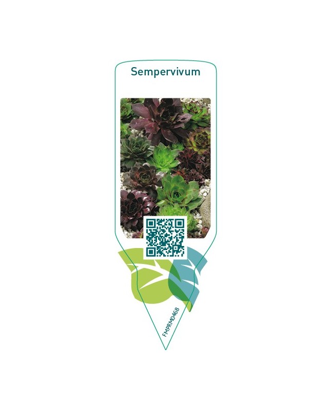 Sempervivum  mix-rotstuin