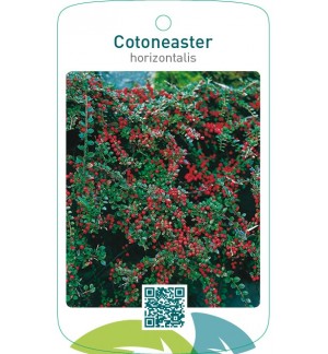 Cotoneaster horizontalis