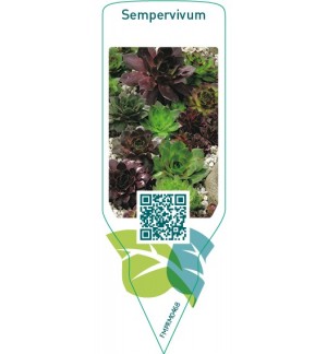 Etiquetas de Sempervivum  mix-rotstuin *