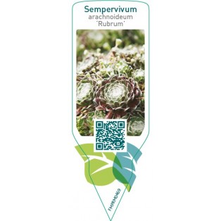 Sempervivum arachnoideum ‘Rubrum’
