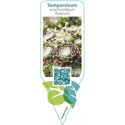 Sempervivum arachnoideum ‘Rubrum’