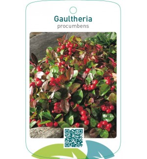 Gaultheria procumbens