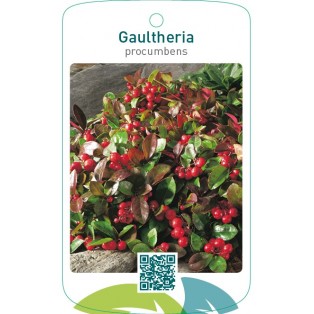 Gaultheria procumbens
