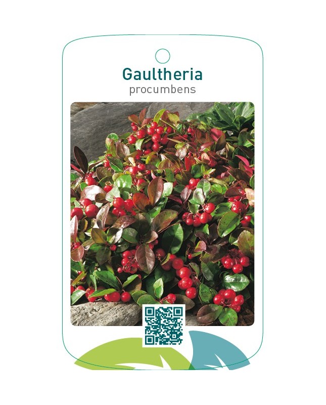 Gaultheria procumbens