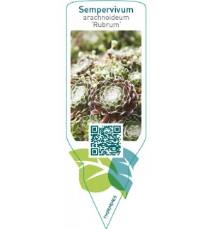 Etiquetas de Sempervivum arachnoideum ‘Rubrum’  *