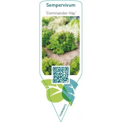 Sempervivum ‘Commander Hay’