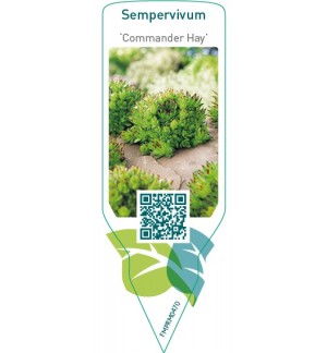 Etichette di Sempervivum ‘Commandir Hay’ *