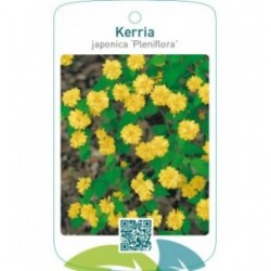 Kerria japonica ‘Pleniflora’