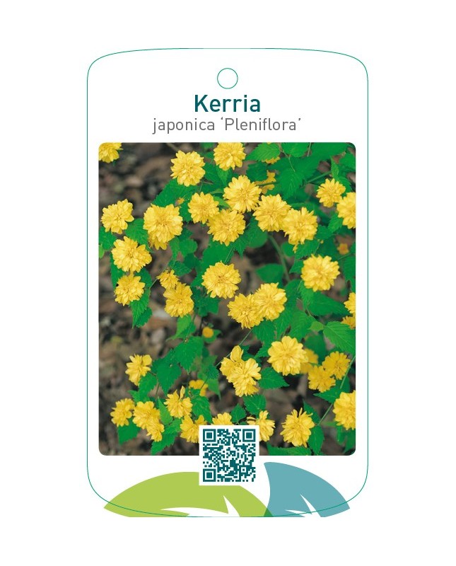 Kerria japonica ‘Pleniflora’