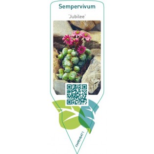 Sempervivum ‘Jubilee’