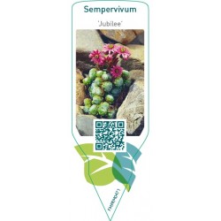 Sempervivum ‘Jubilee’