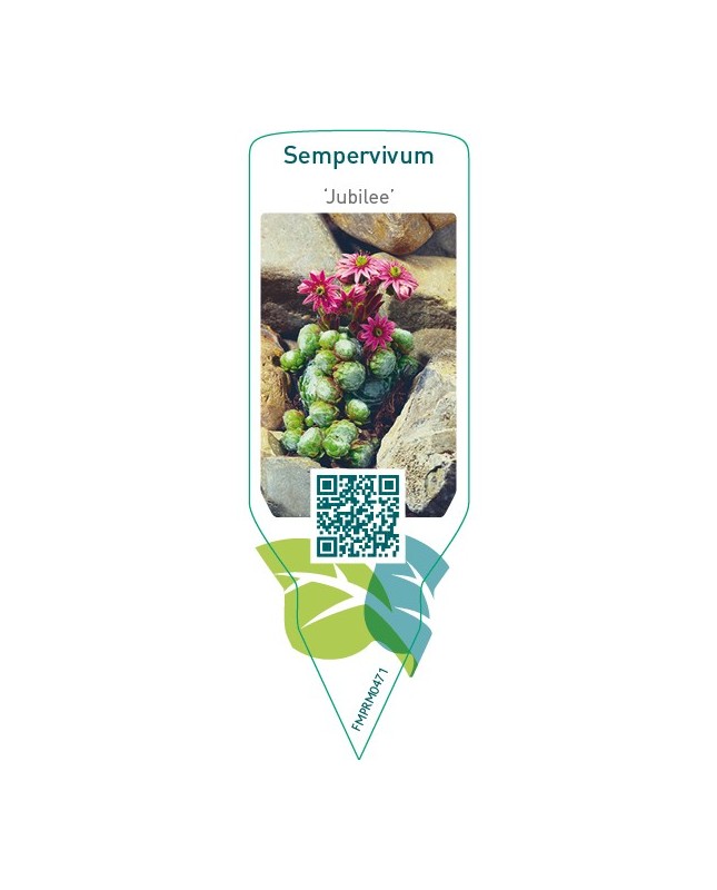 Sempervivum ‘Jubilee’