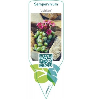 Etichette di Sempervivum ‘Jubilee’ *