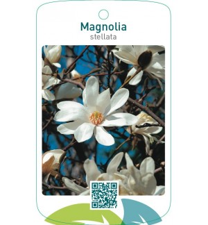 Magnolia stellata