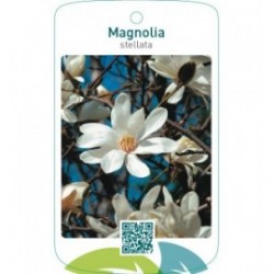 Magnolia stellata