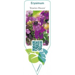 Erysimum 'Bowles Mauve'