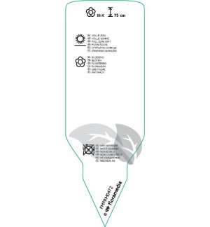 Etichette di Erysimum 'Bowles Mauve' *
