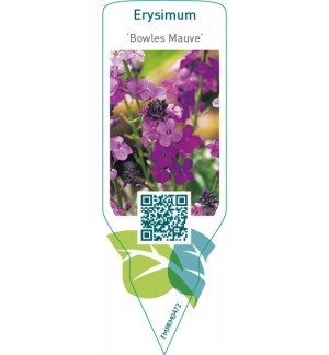 Etichette di Erysimum 'Bowles Mauve' *