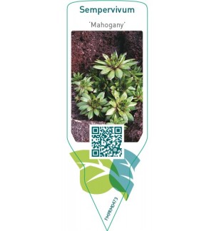 Sempervivum ‘Mahogany’