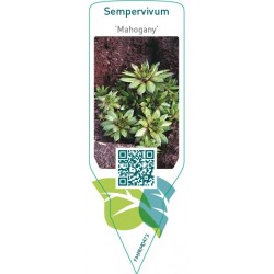 Sempervivum ‘Mahogany’