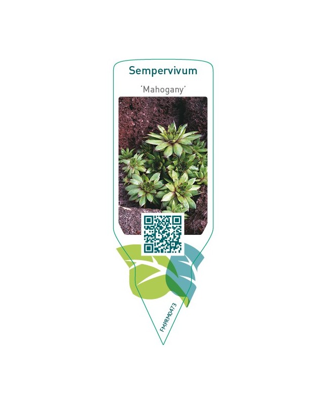 Sempervivum ‘Mahogany’