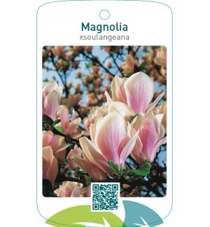 Magnolia xsoulangeana