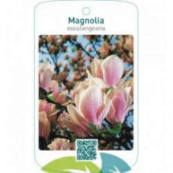 Magnolia xsoulangeana