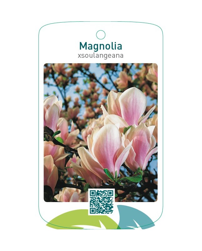 Magnolia xsoulangeana