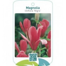 Magnolia liliiflora ‘Nigra’