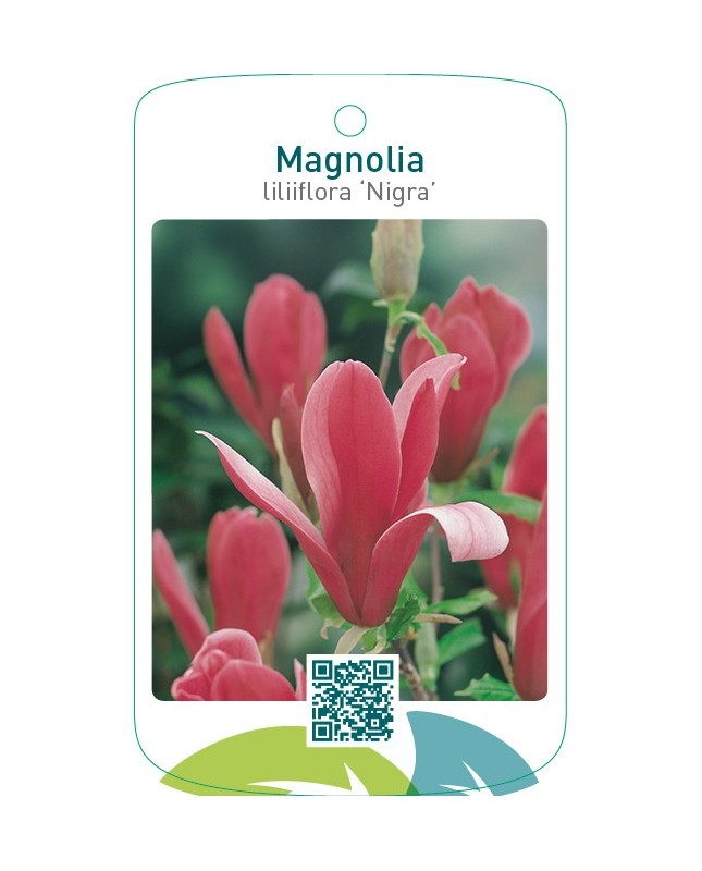 Magnolia liliiflora ‘Nigra’