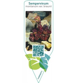 Etiquetas de Sempervivum montanum var. braunii *