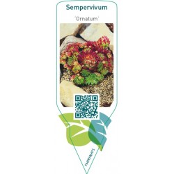 Sempervivum ‘Ornatum’