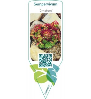 Etiquetas de Sempervivum ‘Ornatum’ *
