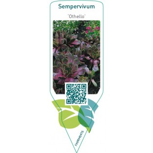 Sempervivum ‘Othello’
