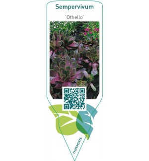 Etichette di Sempervivum ‘Othello’ *