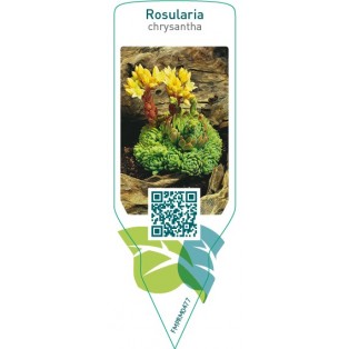 Rosularia chrysantha