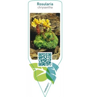 Etiquetas de Rosularia chrysantha *